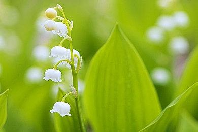 Switch在线追加《F-ZERO 99》三条新赛道 10月19日上线